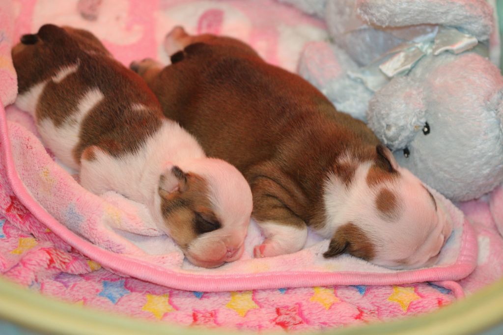 chiot Bulldog Anglais De La Maison Henriette