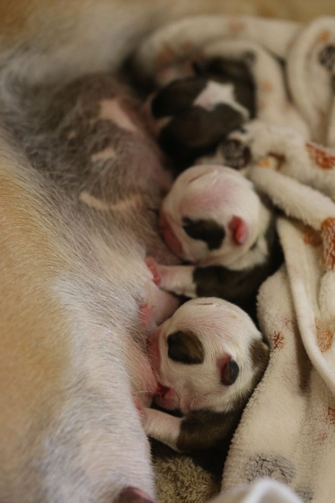 chiot Bulldog Anglais De La Maison Henriette