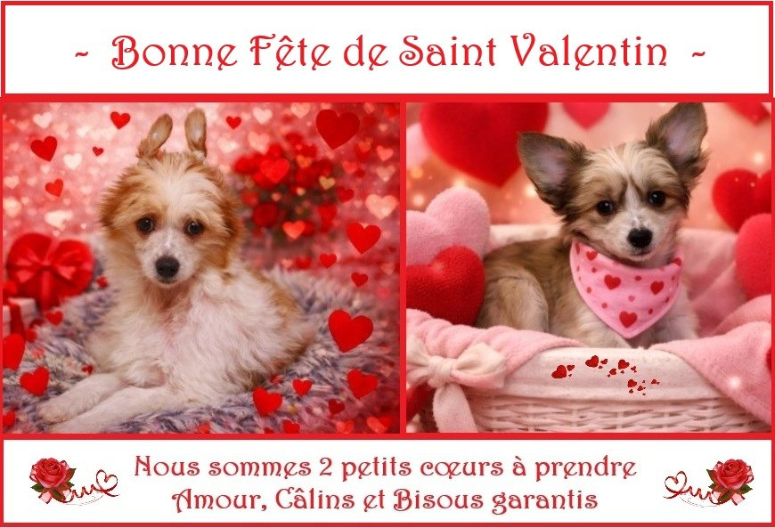 chiots disponibles Amos et Attila de la maison Henriette