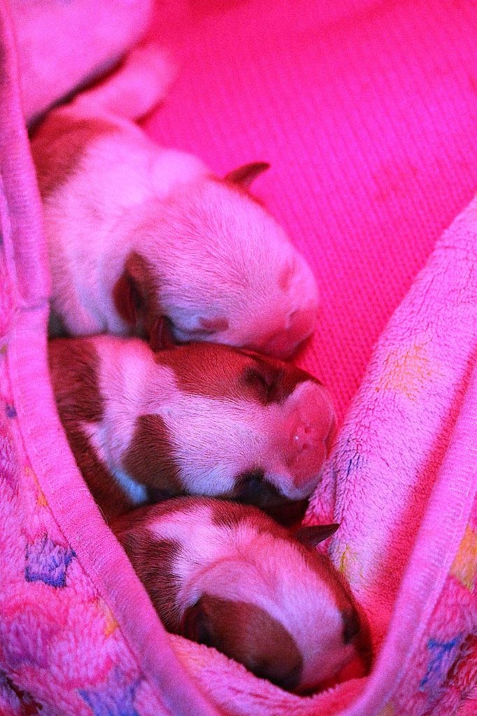6 juin 2025 naissance des 3 bébés de Roselyne <3