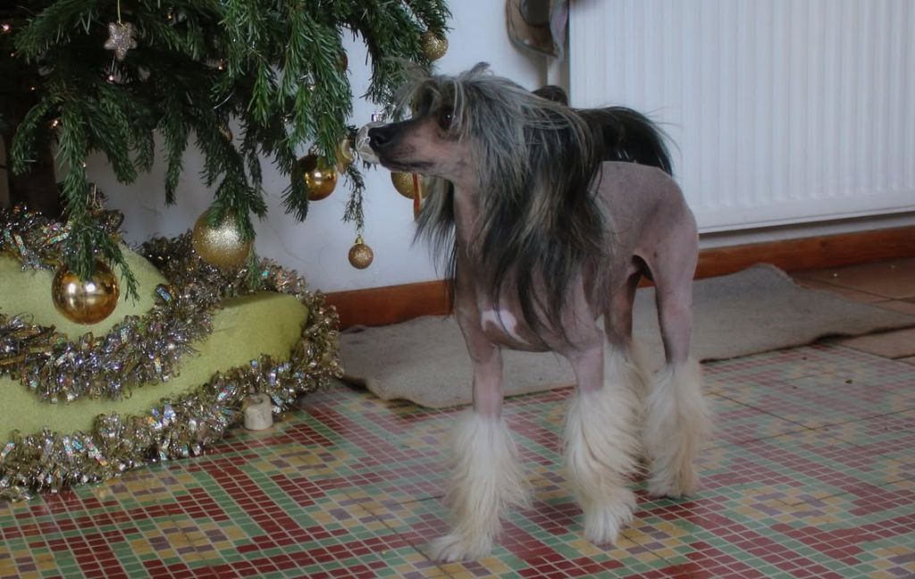 Des chiots pour Halloween 2025