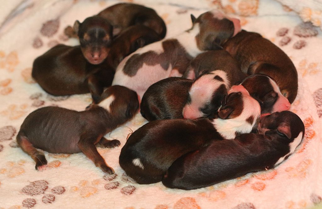 Naissance des chiots de Sophie le 01 novembre 2025