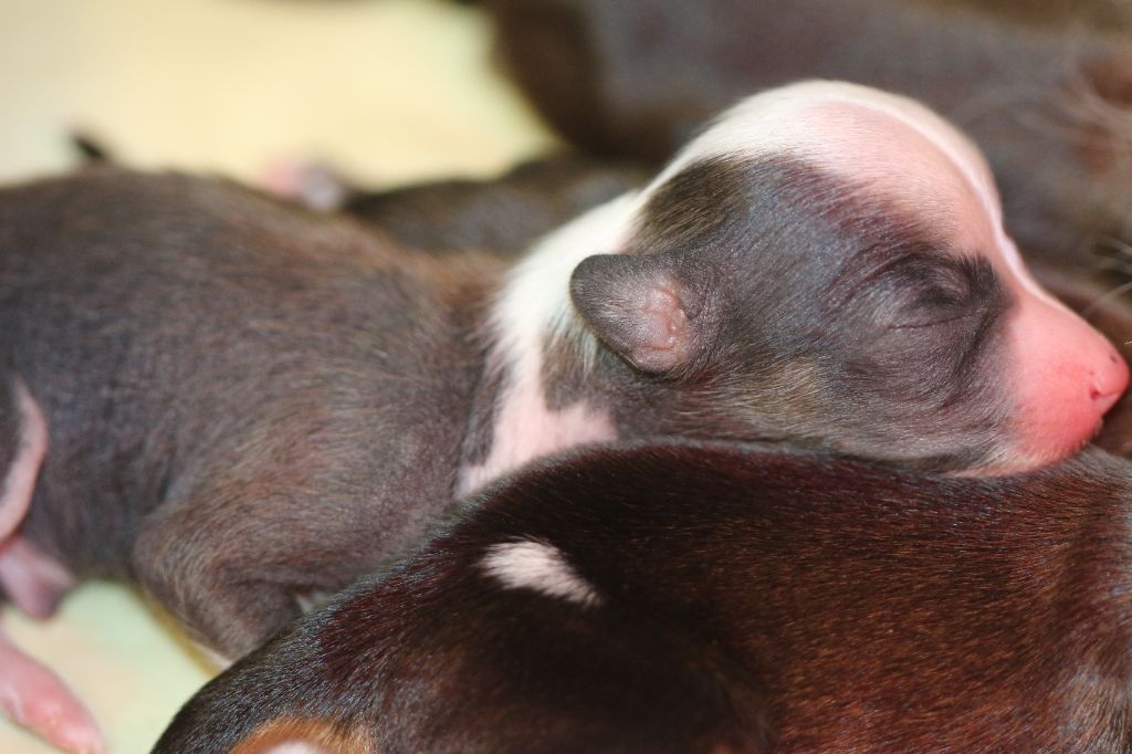 De La Maison Henriette - Chiots disponibles - Chien chinois à crête