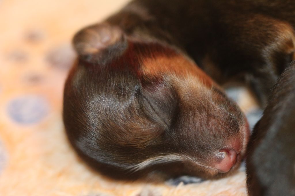 De La Maison Henriette - Chiots disponibles - Chien chinois à crête