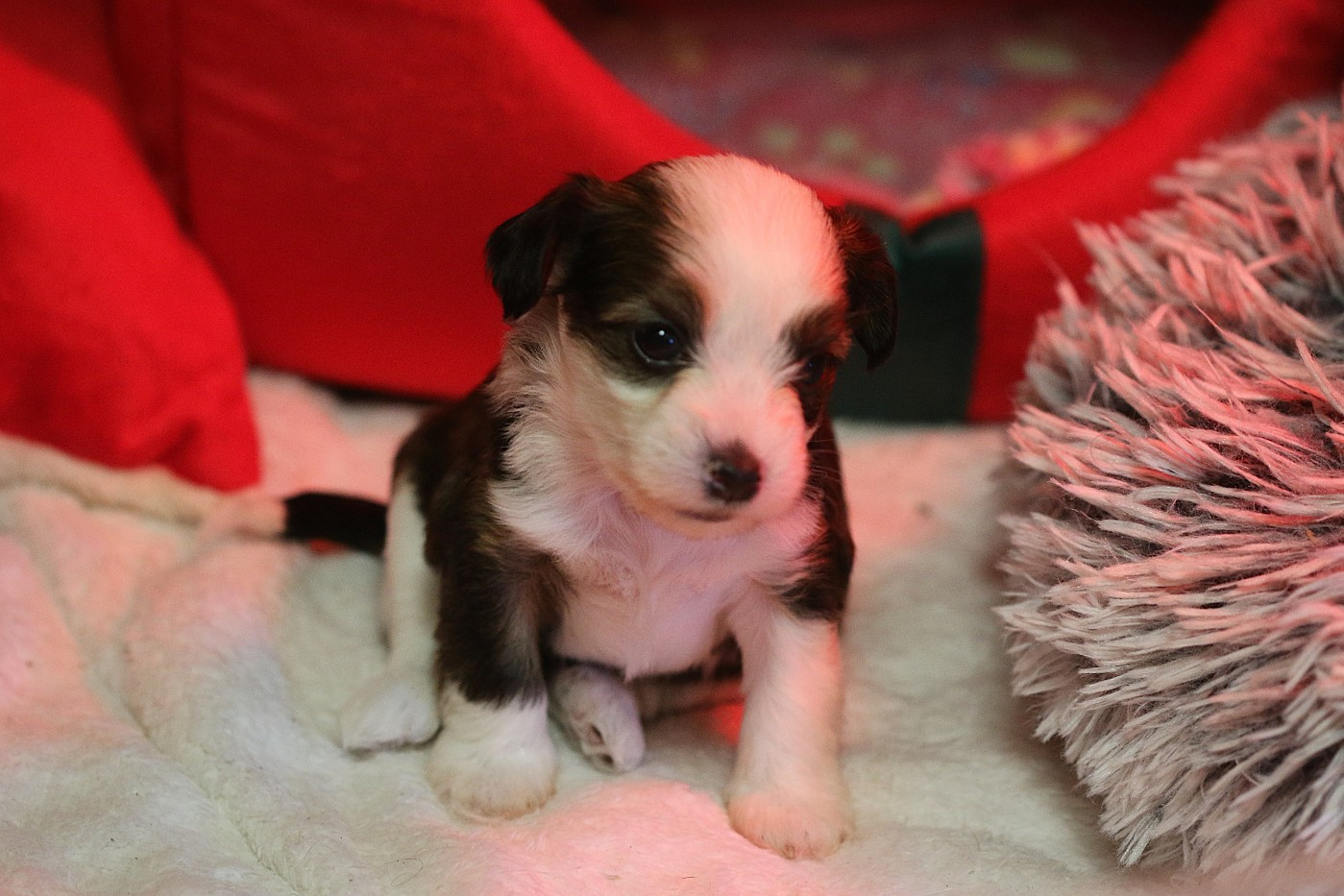 De La Maison Henriette - Chiots disponibles - Chien chinois à crête