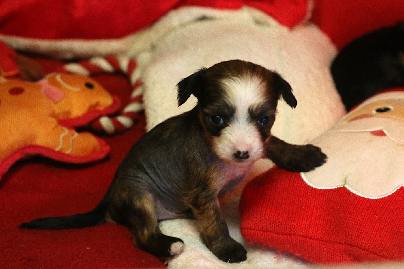 De La Maison Henriette - Chiots disponibles - Chien chinois à crête