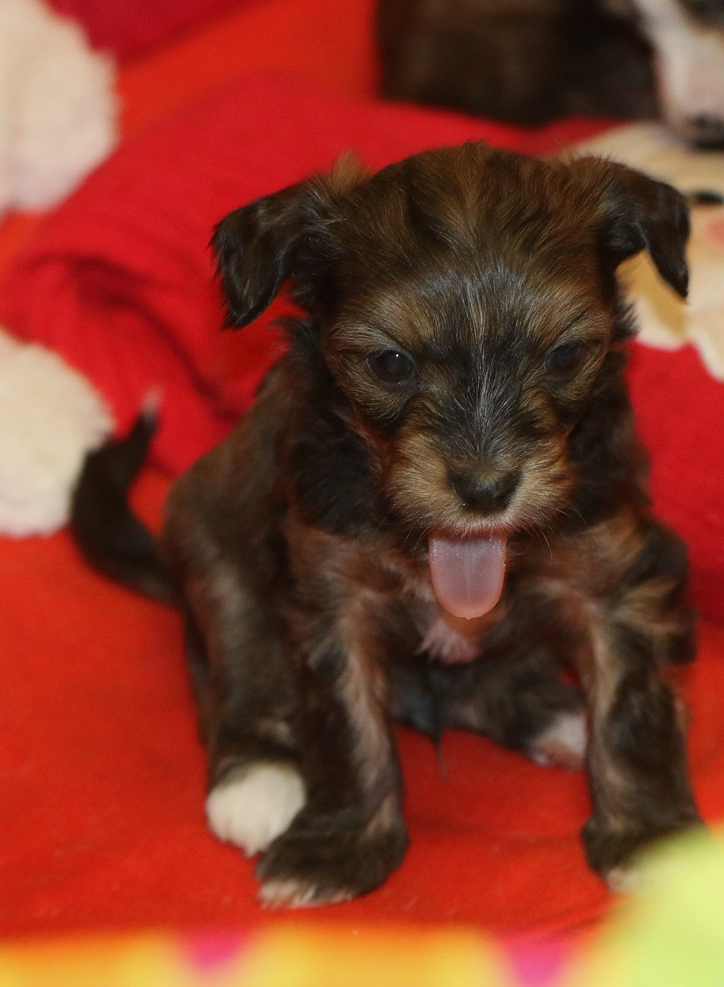 De La Maison Henriette - Chiots disponibles - Chien chinois à crête