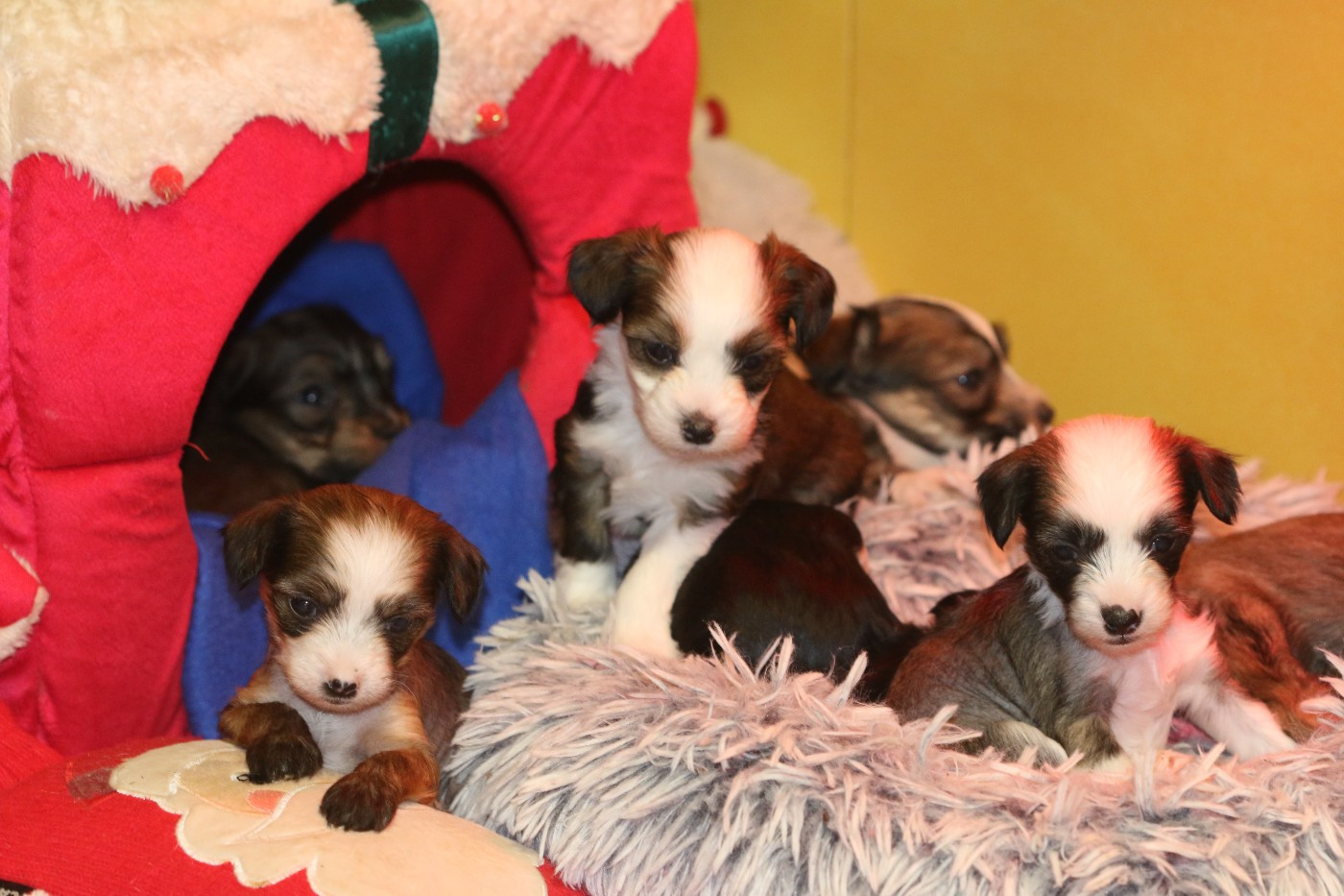 De La Maison Henriette - Chien chinois à crête - Portée née le 01/11/2025