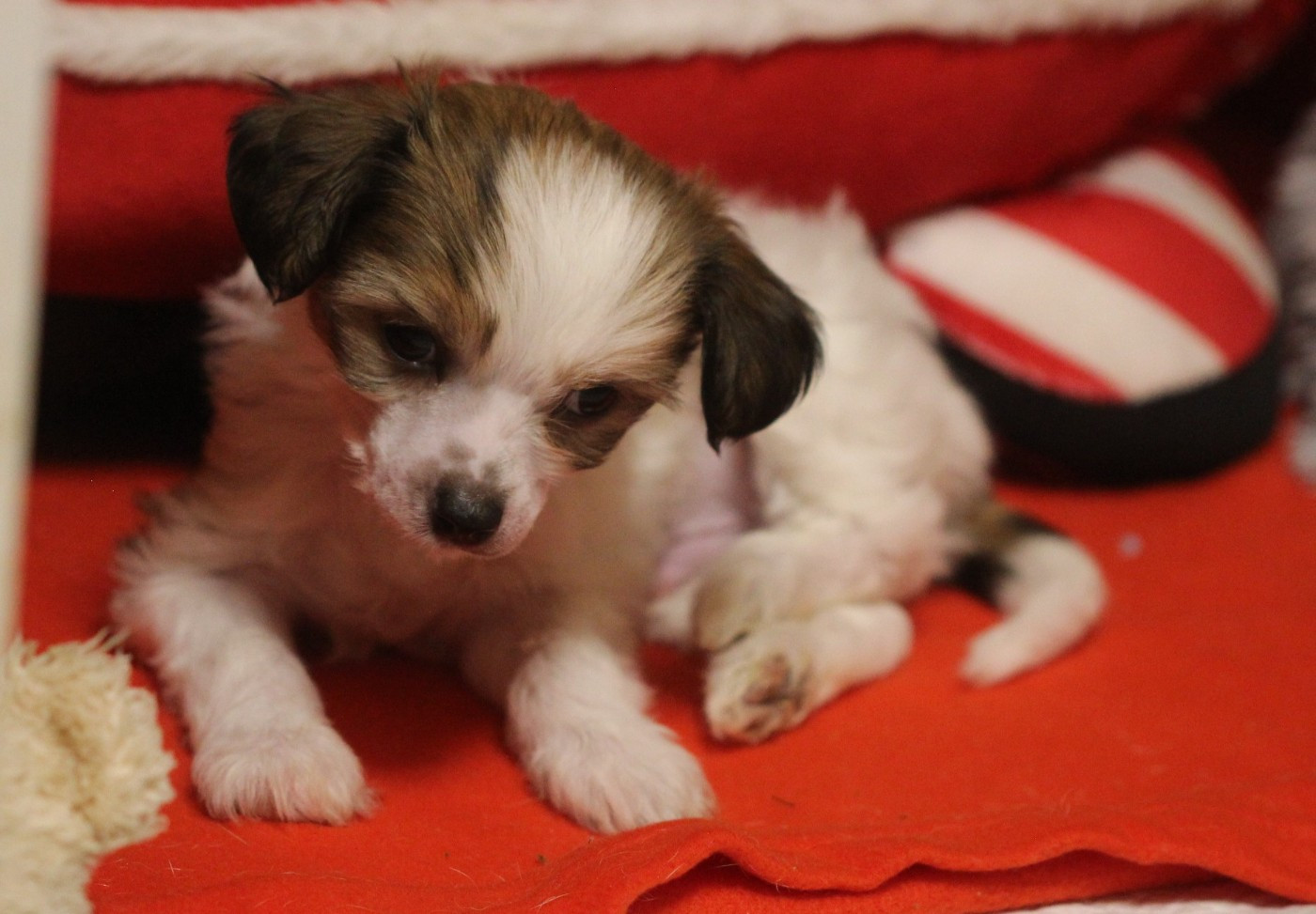 De La Maison Henriette - Chiots disponibles - Chien chinois à crête