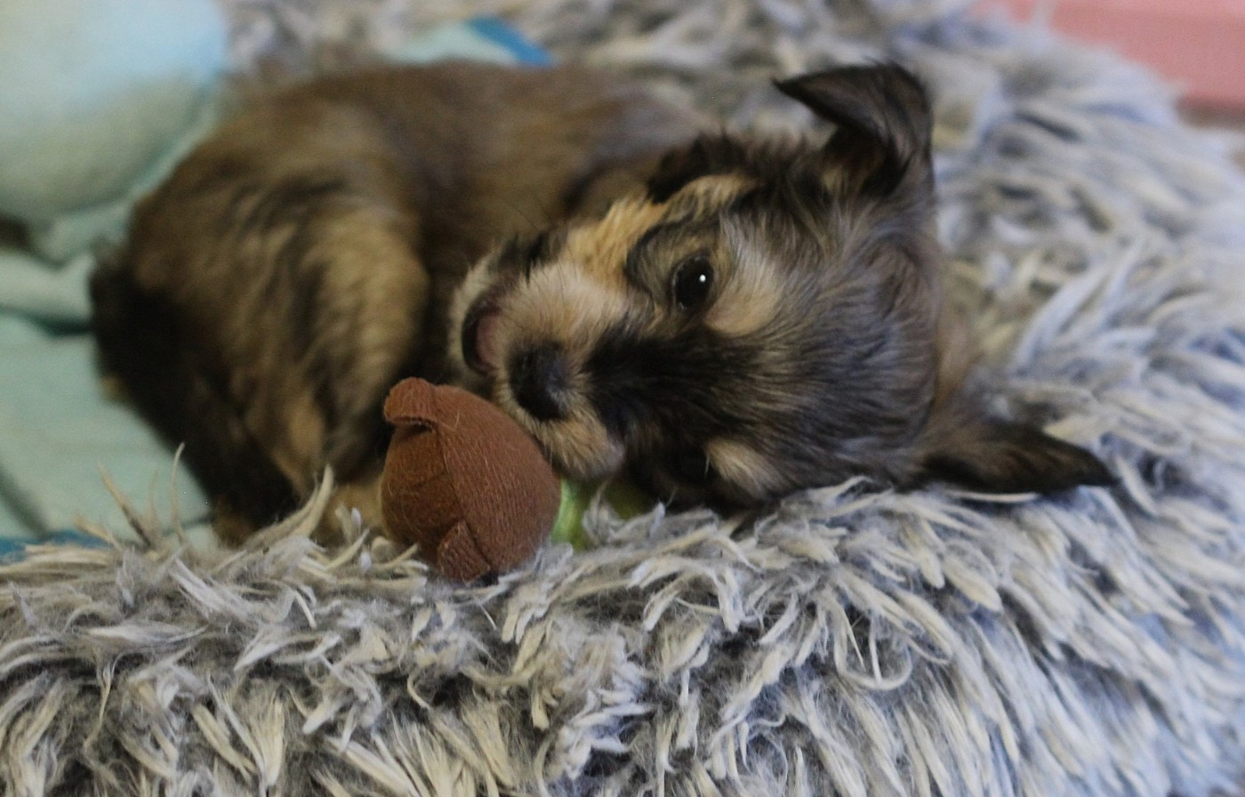 De La Maison Henriette - Chiots disponibles - Chien chinois à crête