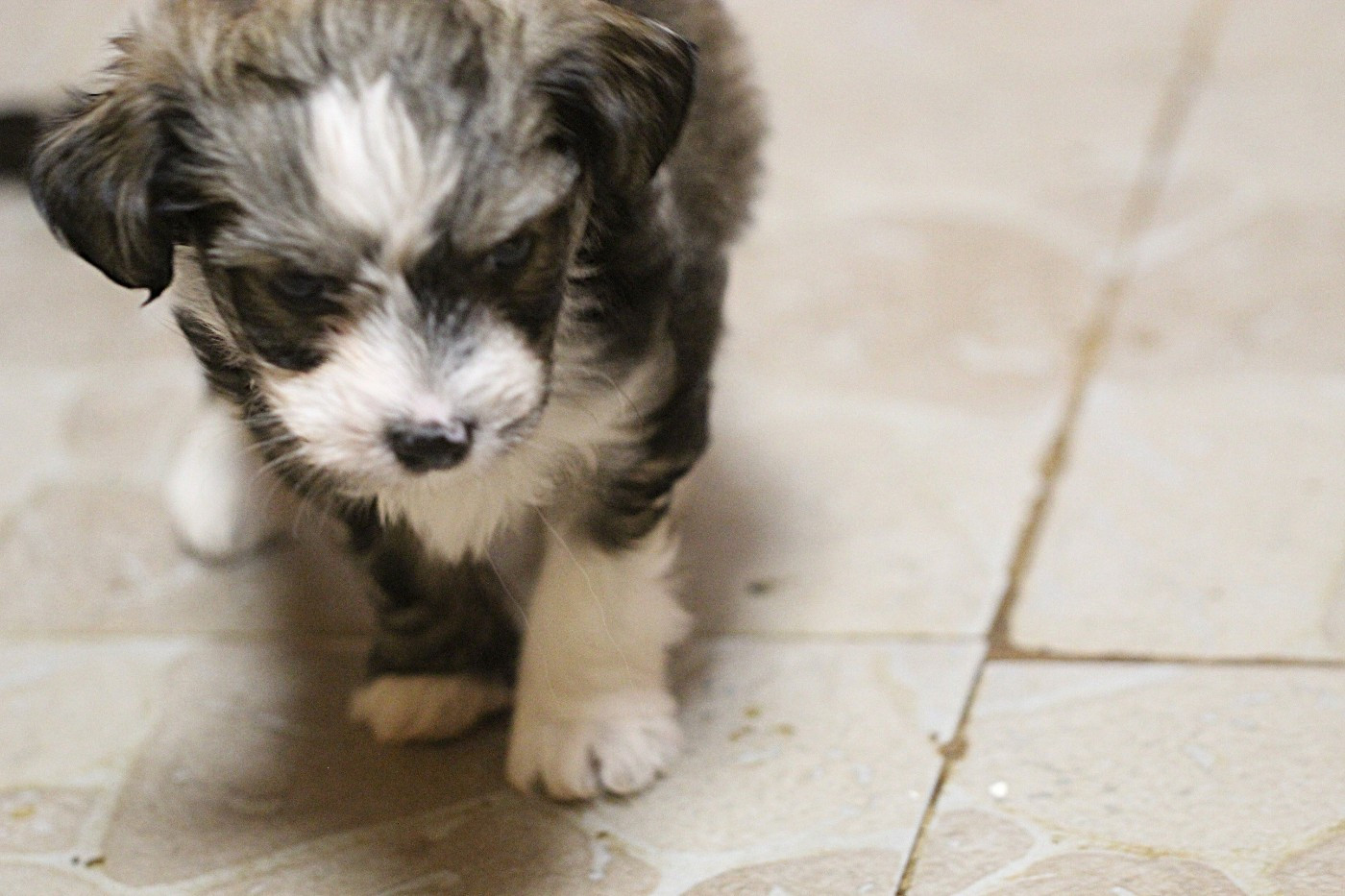 De La Maison Henriette - Chiots disponibles - Chien chinois à crête