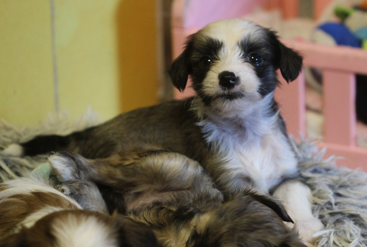 De La Maison Henriette - Chiots disponibles - Chien chinois à crête