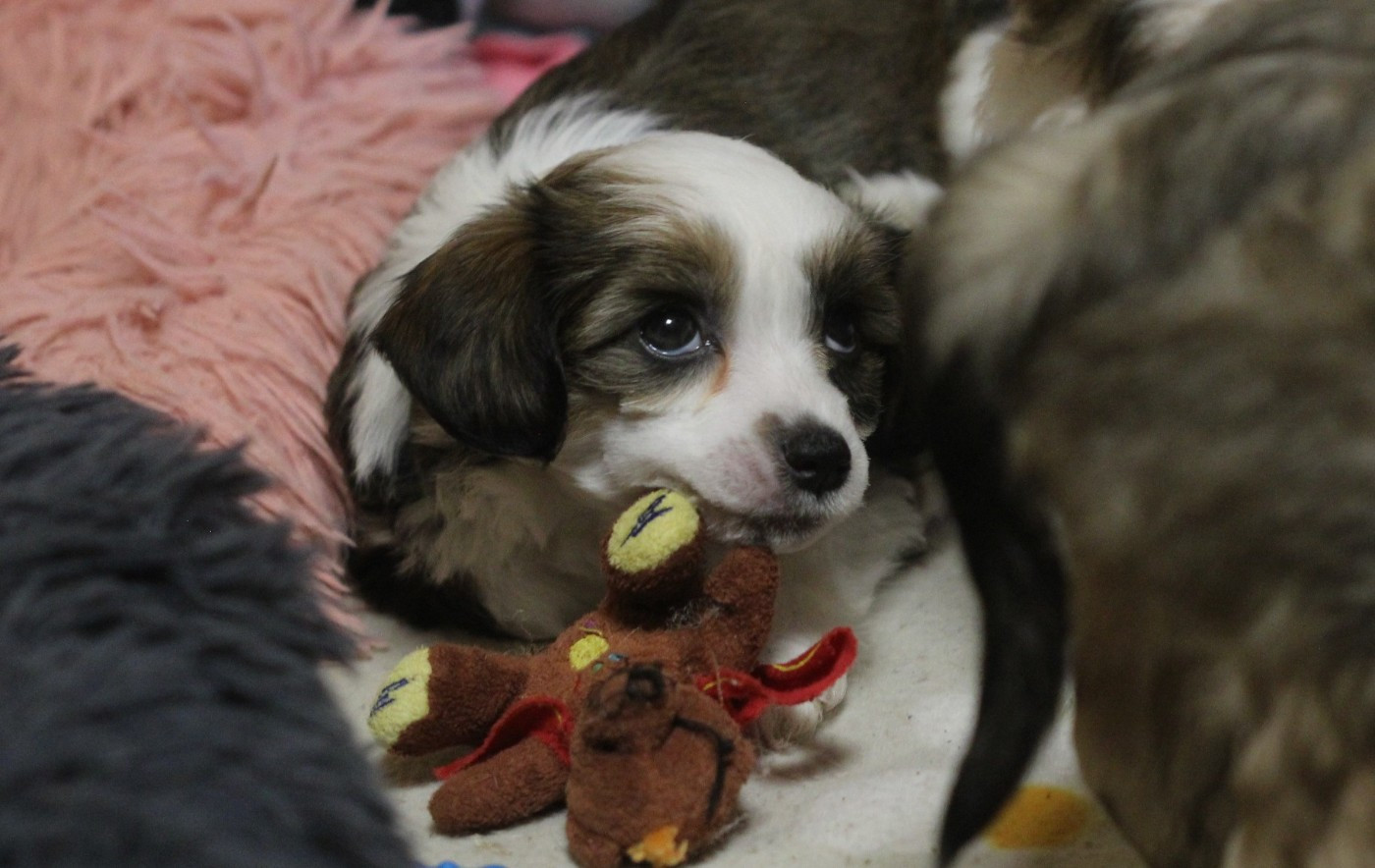 De La Maison Henriette - Chiots disponibles - Chien chinois à crête