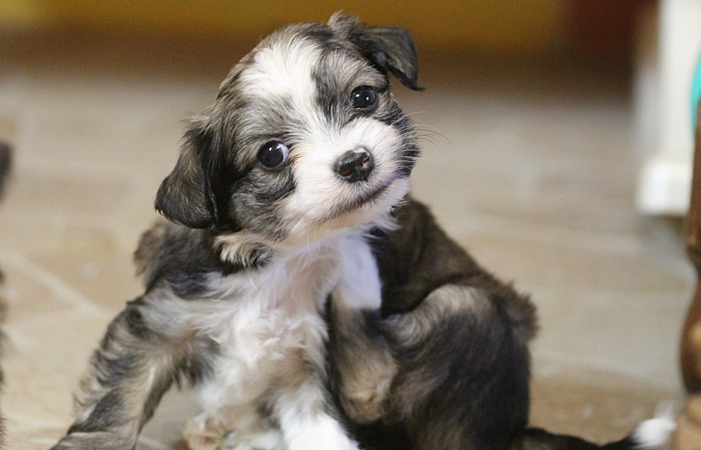 De La Maison Henriette - Chiots disponibles - Chien chinois à crête