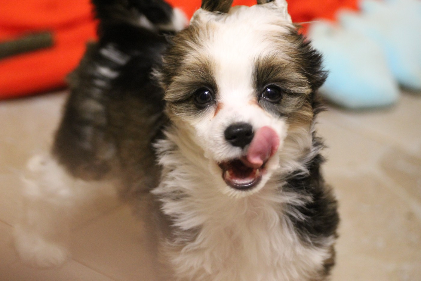 De La Maison Henriette - Chiots disponibles - Chien chinois à crête