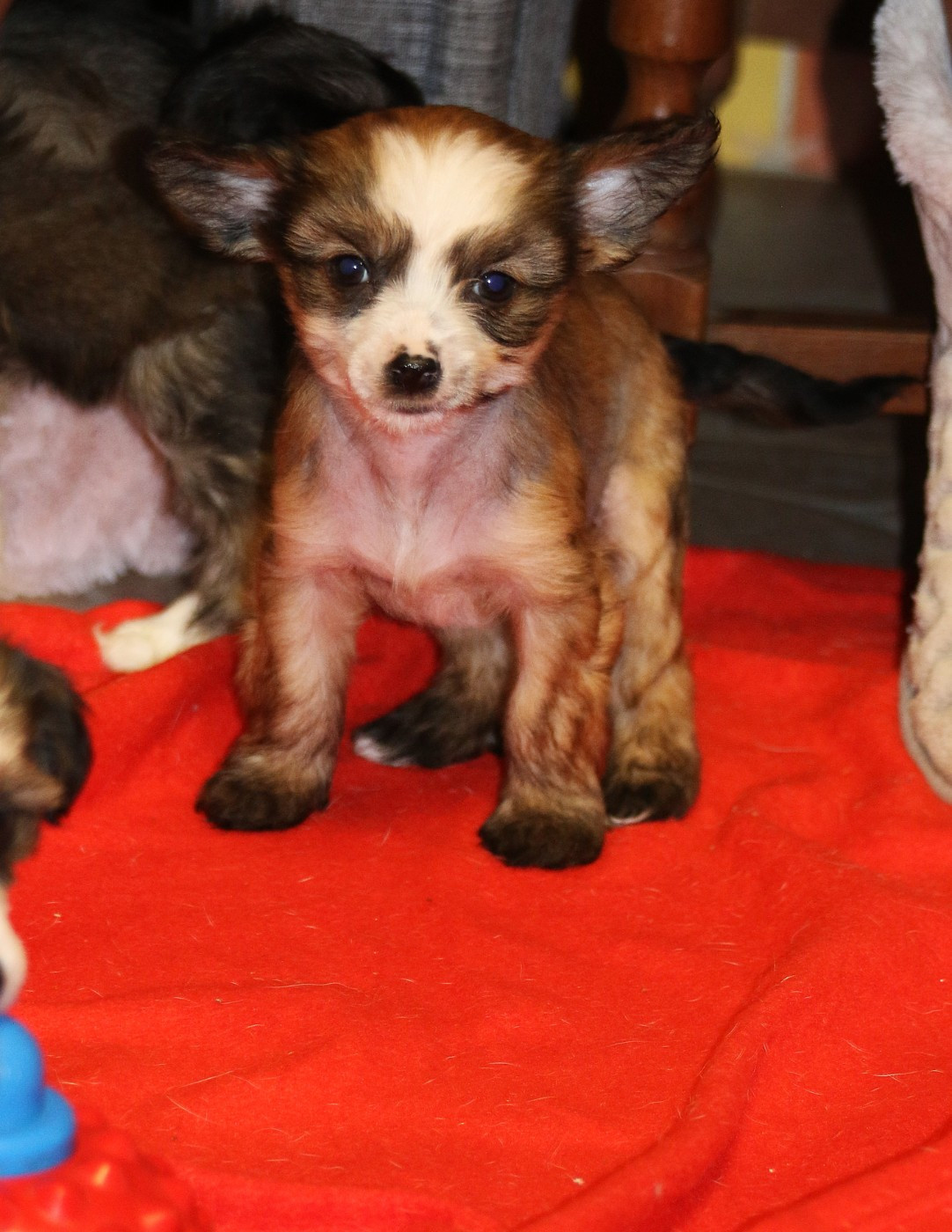 De La Maison Henriette - Chiots disponibles - Chien chinois à crête