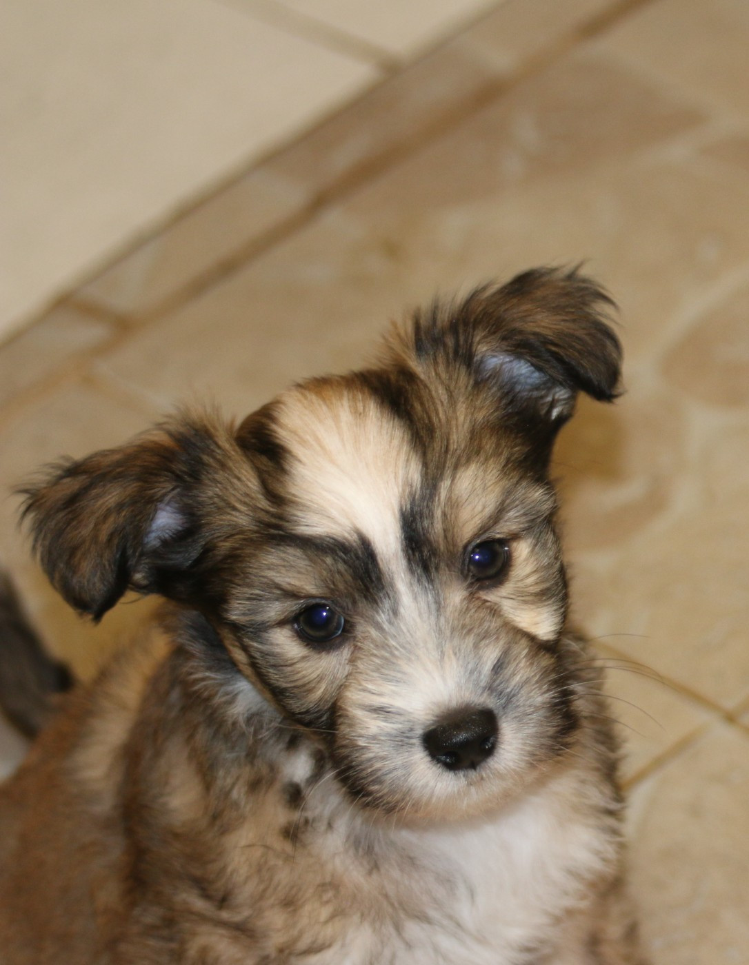 De La Maison Henriette - Chiots disponibles - Chien chinois à crête