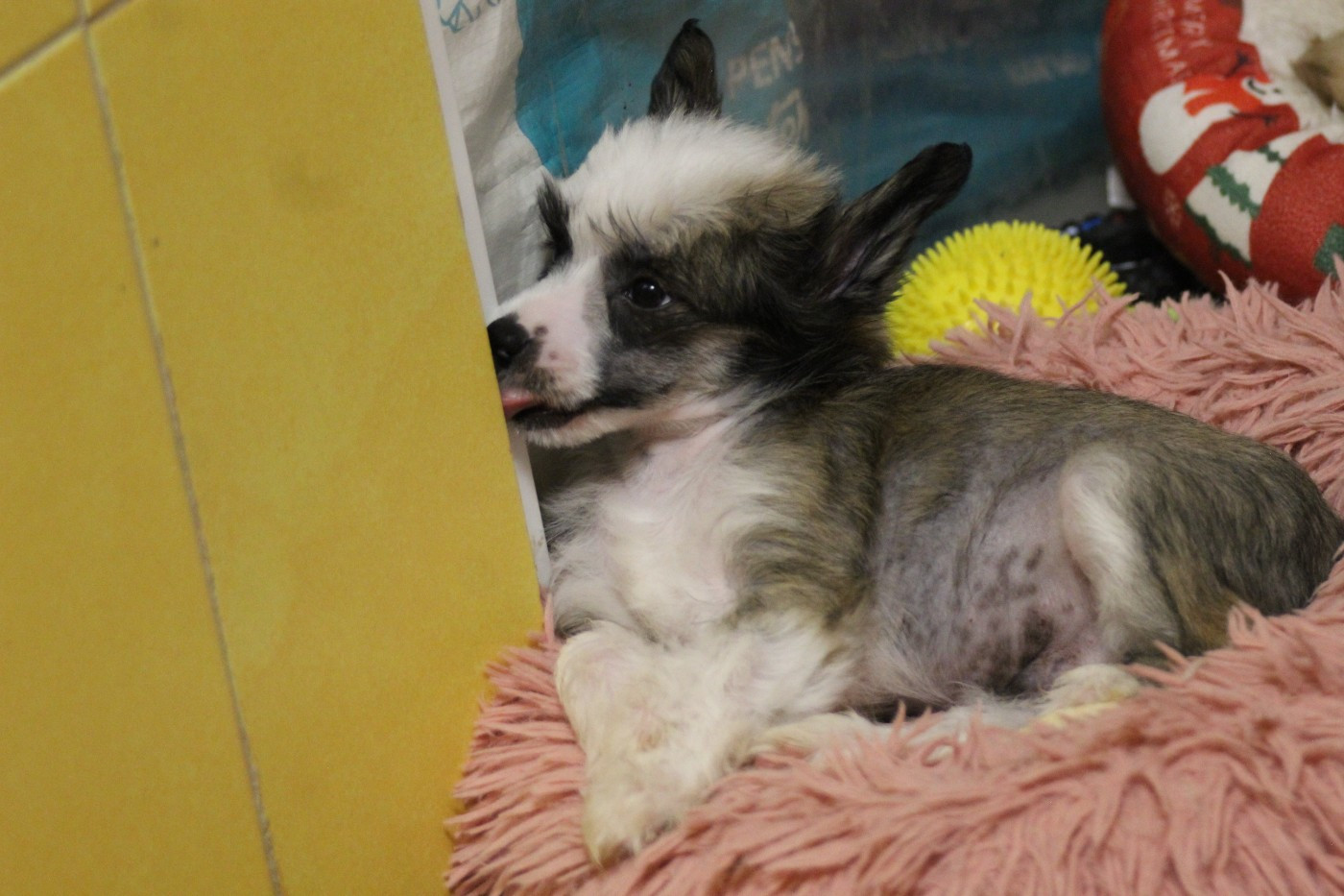 De La Maison Henriette - Chiots disponibles - Chien chinois à crête