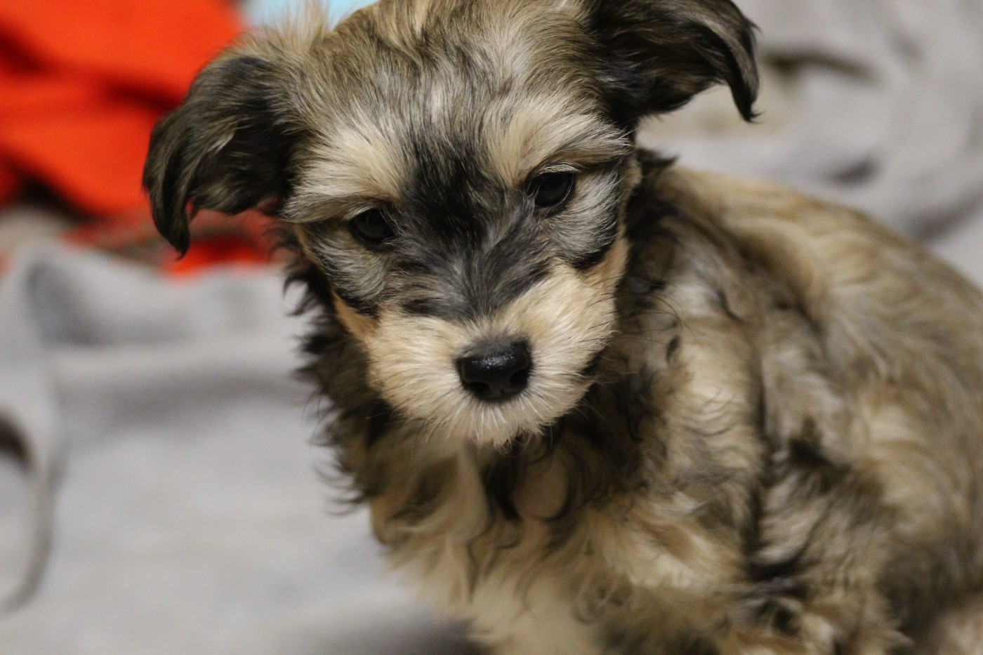 De La Maison Henriette - Chiots disponibles - Chien chinois à crête