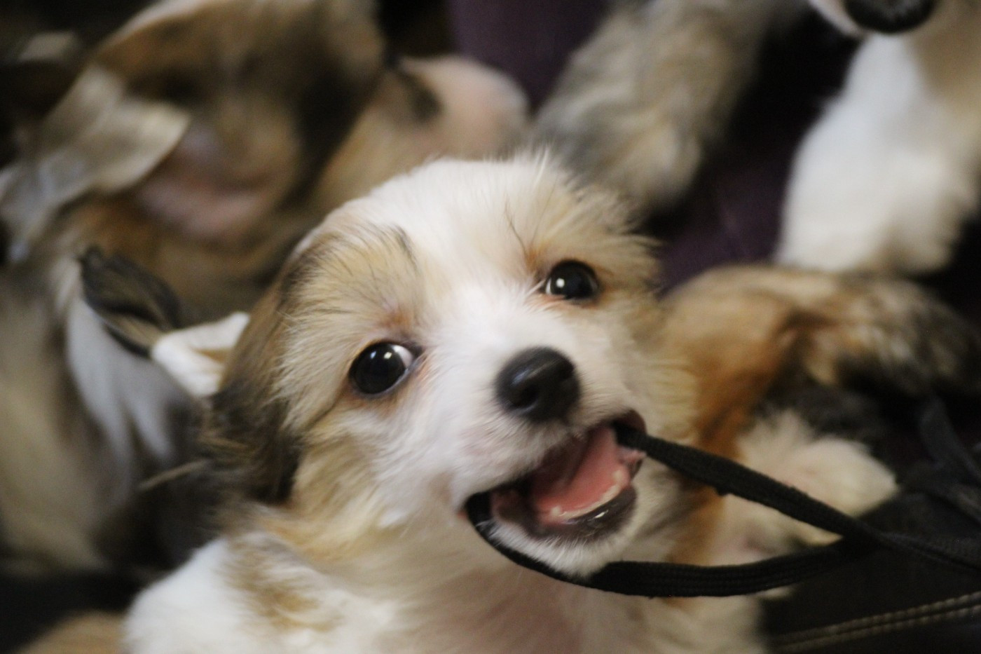 De La Maison Henriette - Chiots disponibles - Chien chinois à crête