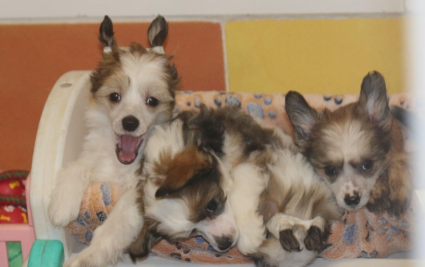 De La Maison Henriette - Chien chinois à crête - Portée née le 01/11/2025