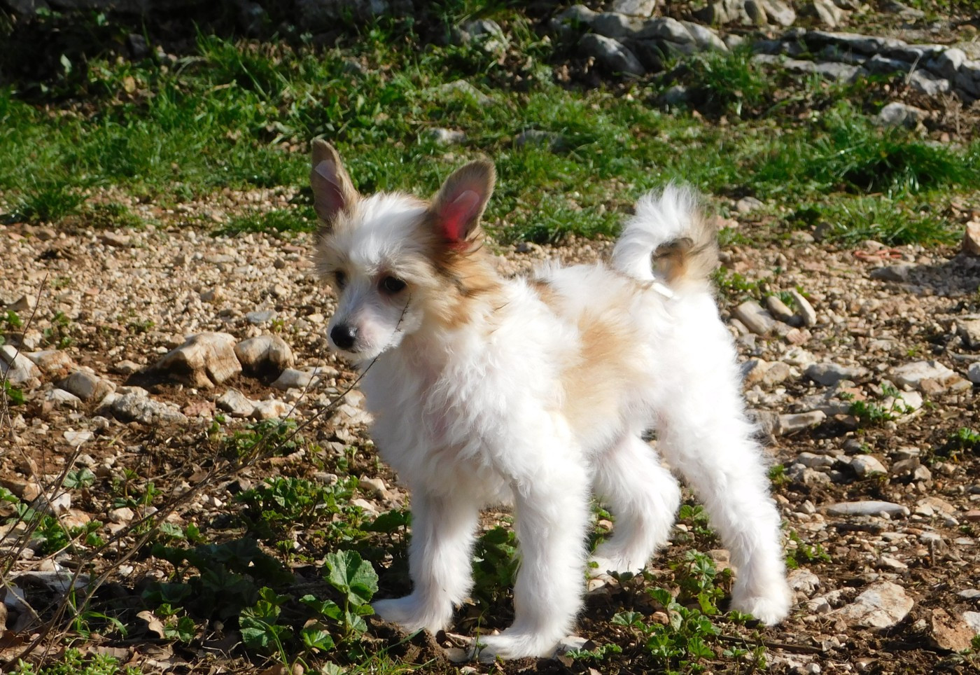 De La Maison Henriette - Chiots disponibles - Chien chinois à crête