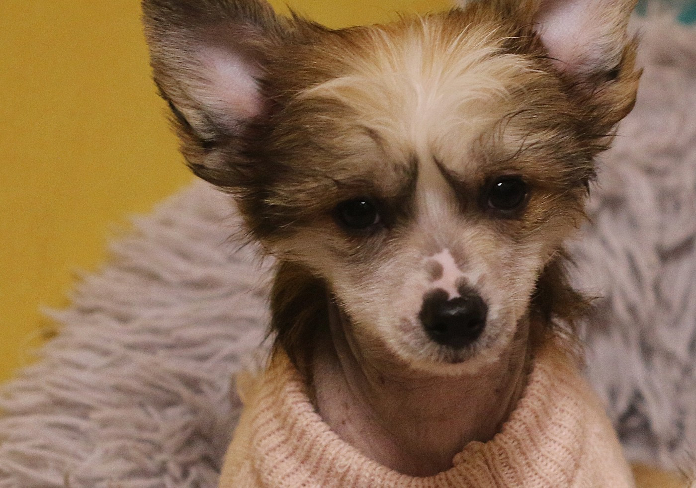 De La Maison Henriette - Chiots disponibles - Chien chinois à crête