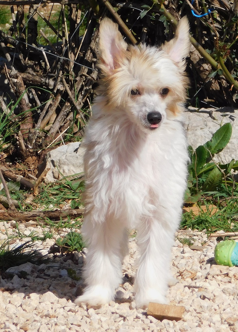 De La Maison Henriette - Chiots disponibles - Chien chinois à crête