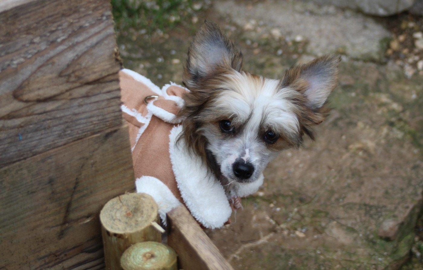 De La Maison Henriette - Chiots disponibles - Chien chinois à crête