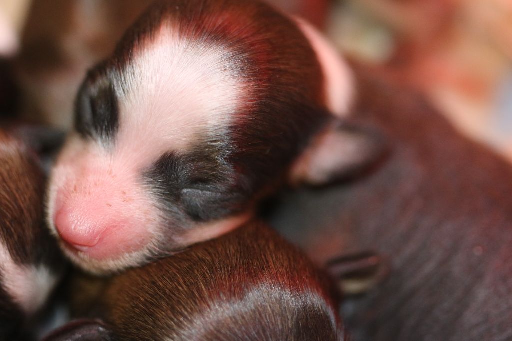De La Maison Henriette - Chiots disponibles - Chien chinois à crête
