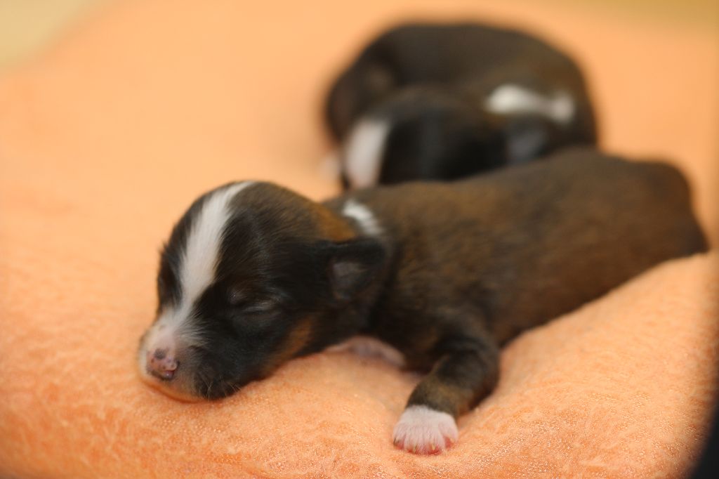 De La Maison Henriette - Chiots disponibles - Chien chinois à crête