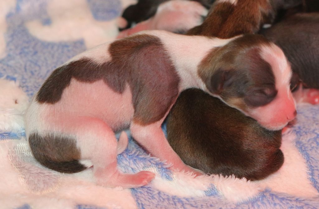 De La Maison Henriette - Chiots disponibles - Chien chinois à crête