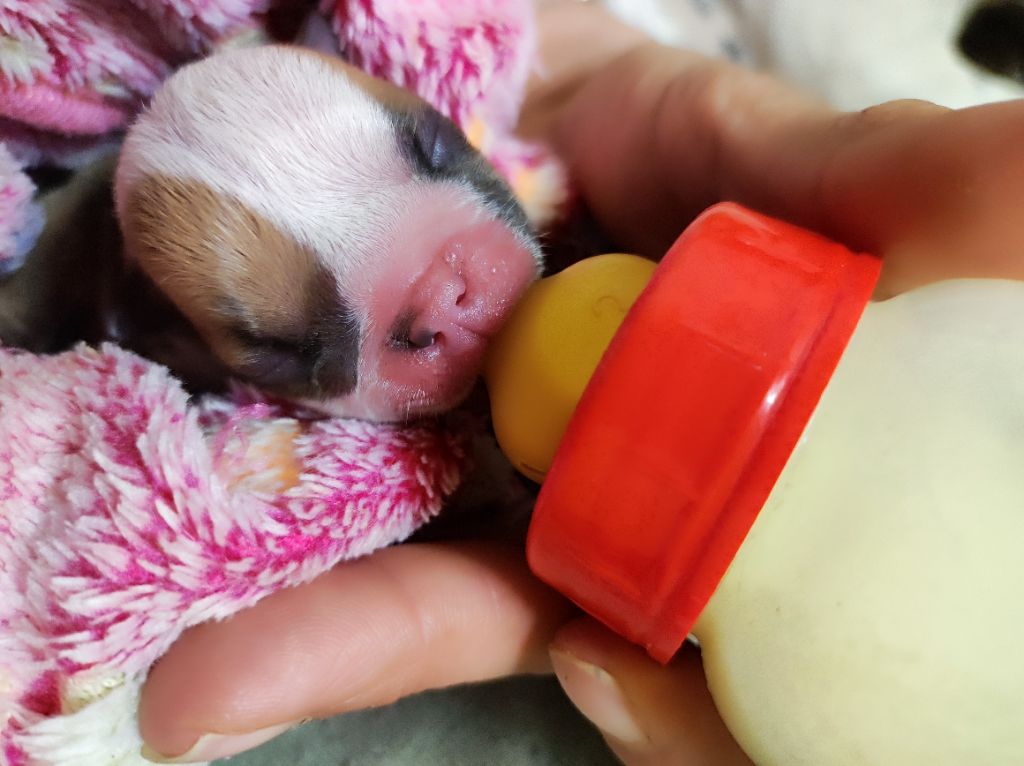 De La Maison Henriette - Chiots disponibles - Bulldog Anglais