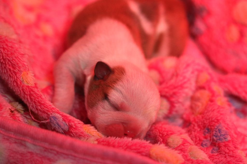 De La Maison Henriette - Chiots disponibles - Bulldog Anglais
