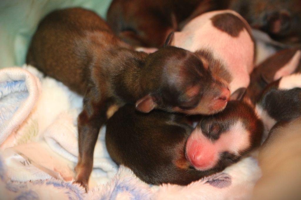 De La Maison Henriette - Chiots disponibles - Chien chinois à crête