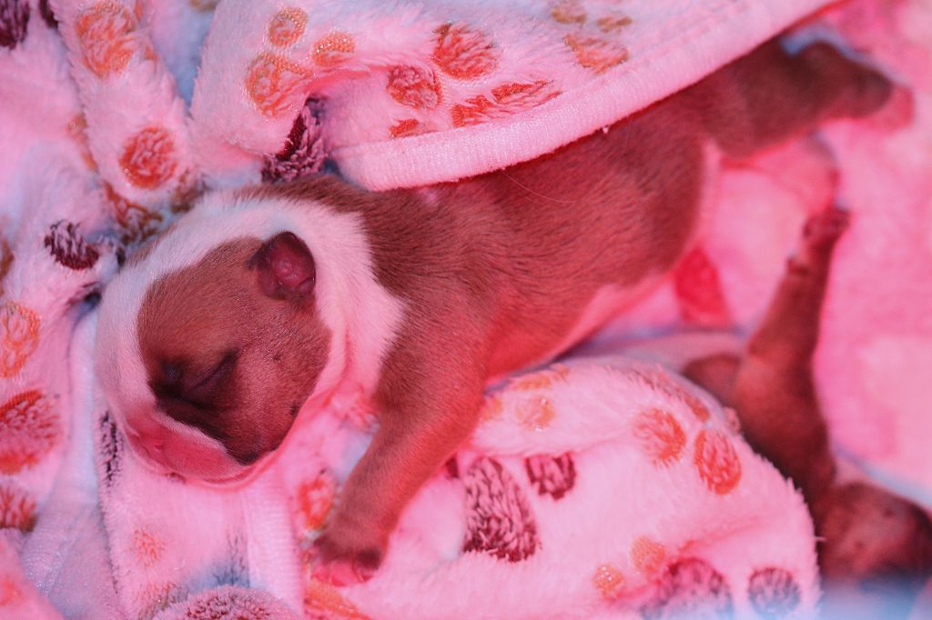 De La Maison Henriette - Chiots disponibles - Bulldog Anglais