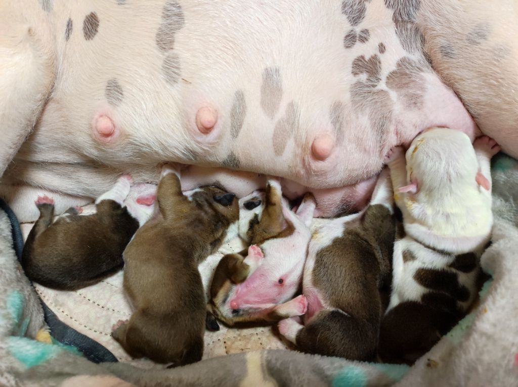 Chiot Bulldog Anglais De La Maison Henriette