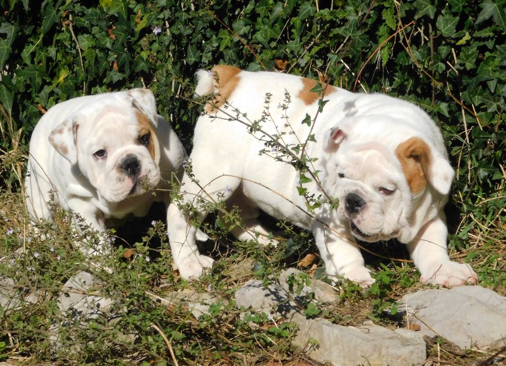 De La Maison Henriette - Bulldog Anglais - Portée née le 18/08/2021