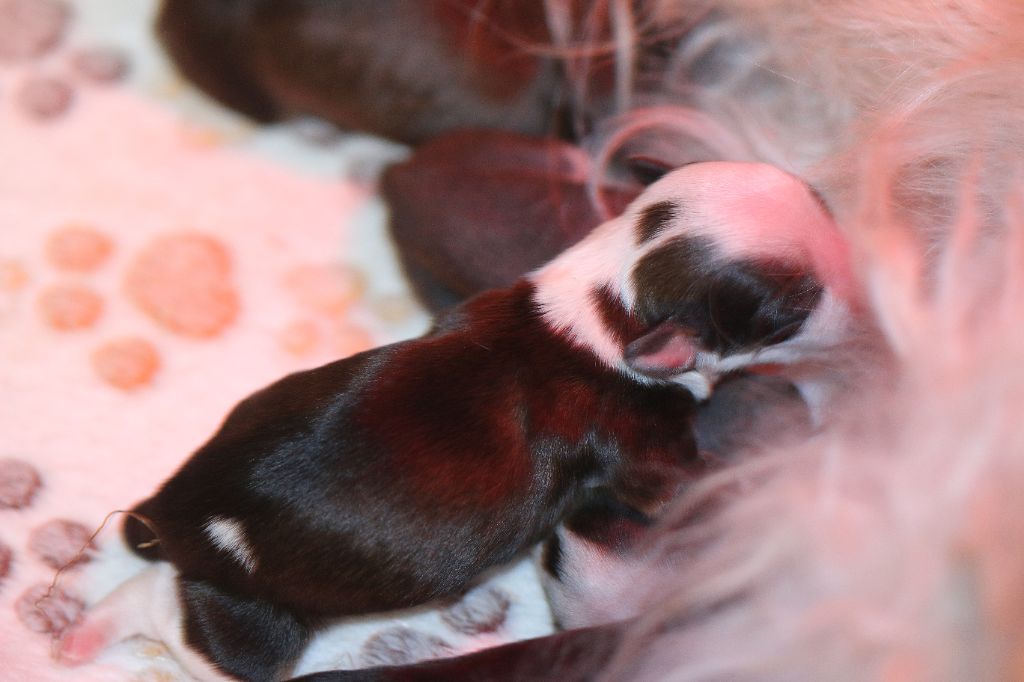 De La Maison Henriette - Chiots disponibles - Chien chinois à crête