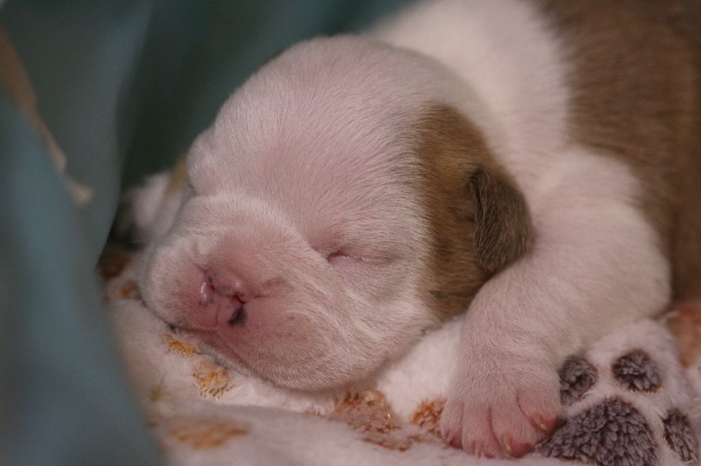 De La Maison Henriette - Chiots disponibles - Bulldog Anglais